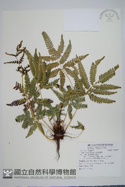 傅氏鳳尾蕨藏品圖，第1張