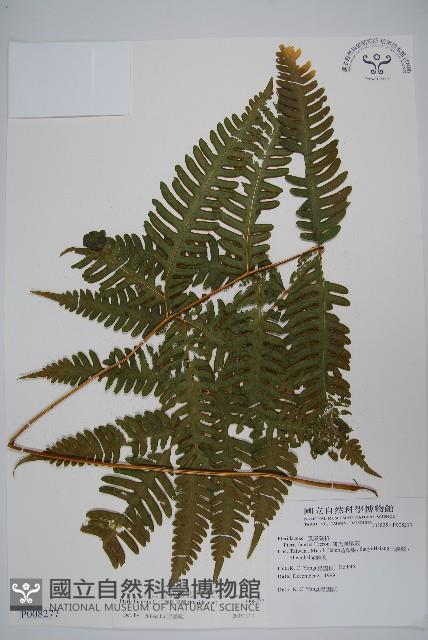 弧脈鳳尾蕨藏品圖，第1張