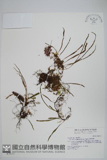 擬芨瓦葦藏品圖，第1張