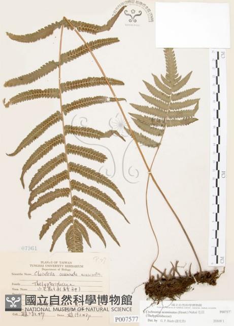 毛蕨藏品圖，第1張