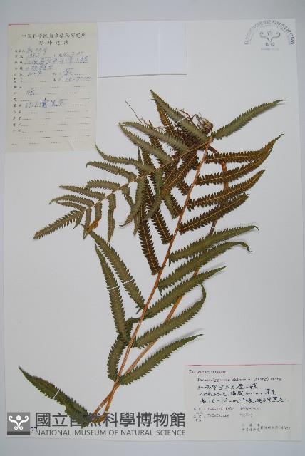中華金星蕨藏品圖，第1張