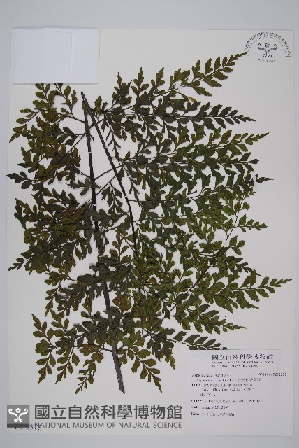 大黑柄鐵角蕨藏品圖，第1張