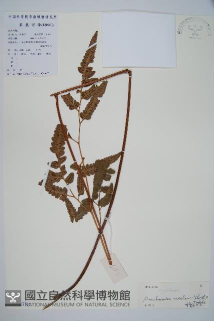 大片複葉耳蕨藏品圖，第1張