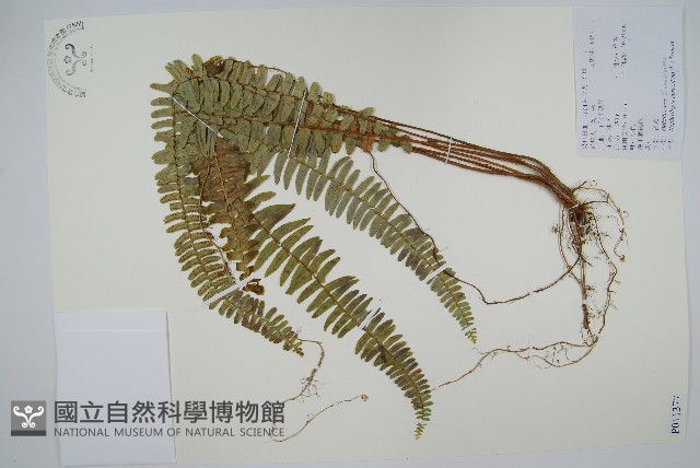 腎蕨藏品圖，第1張