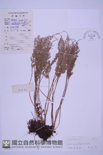 長生鐵角蕨藏品圖，第1張