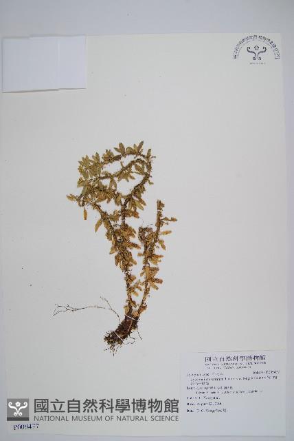 長柄千層塔藏品圖，第1張