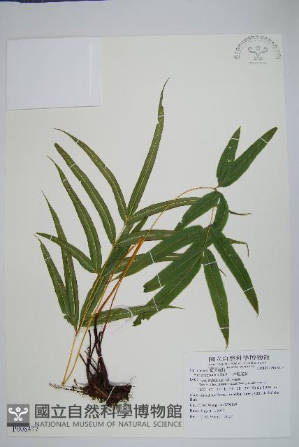 日本鳳尾蕨藏品圖，第1張