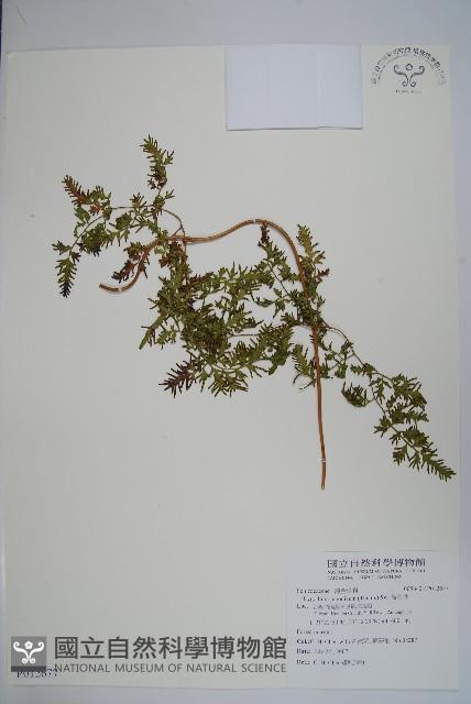 海金沙藏品圖，第1張