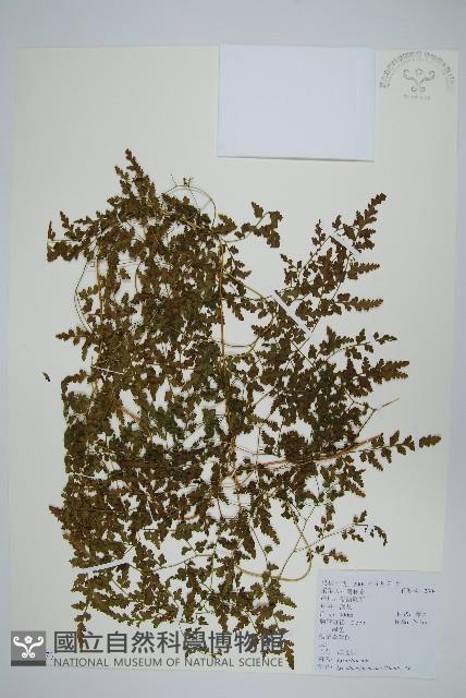 海金沙藏品圖，第1張