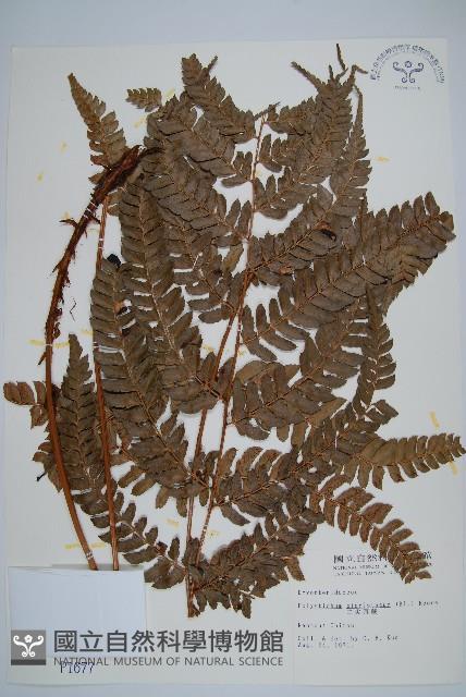 二尖耳蕨藏品圖，第1張