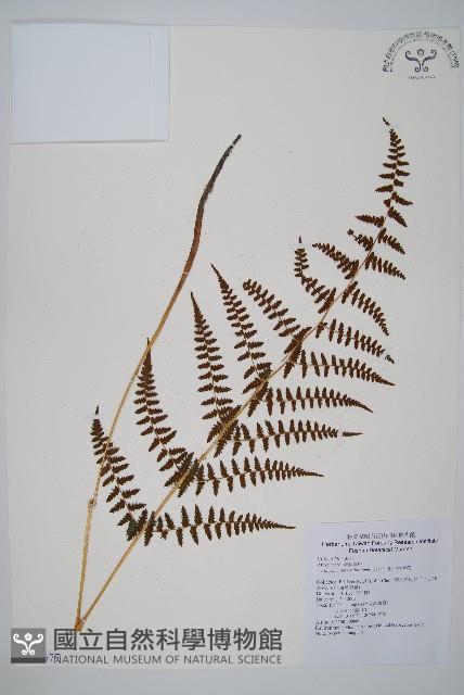 對生蹄蓋蕨藏品圖，第1張