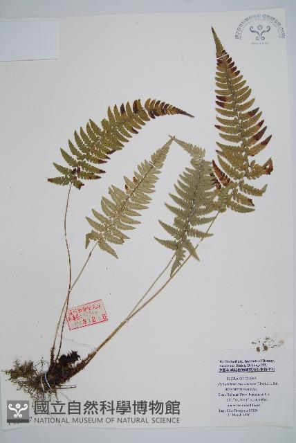 馬祖耳蕨藏品圖，第1張