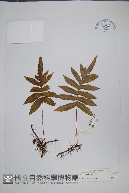 登錄號:P003677藏品圖，第1張