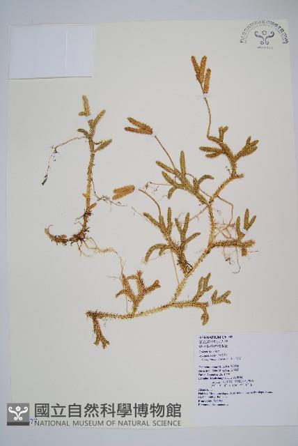 石松藏品圖，第1張