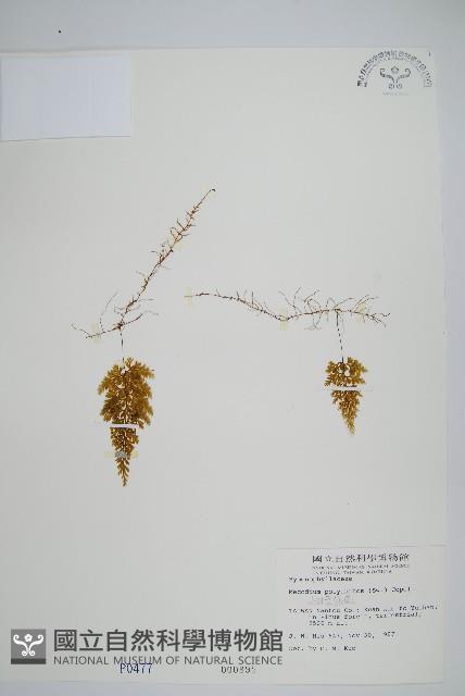 細葉蕗蕨藏品圖，第1張