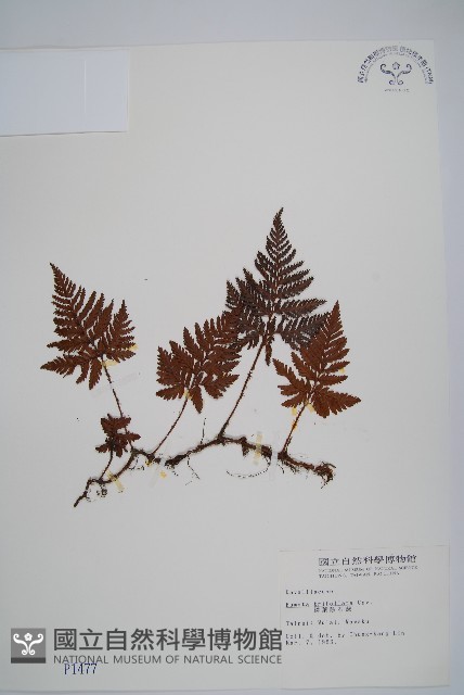 鱗葉陰石蕨藏品圖，第1張