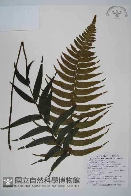 樸氏雙蓋蕨、毛柄蹄蓋蕨藏品圖，第1張