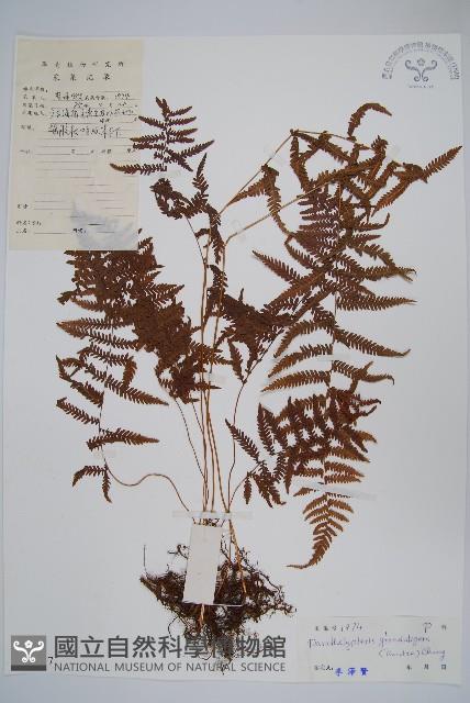 密腺副金星蕨藏品圖，第1張