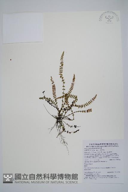 鐵角蕨藏品圖，第1張