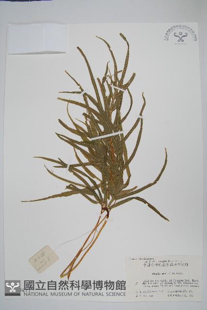 鳳尾蕨藏品圖，第1張