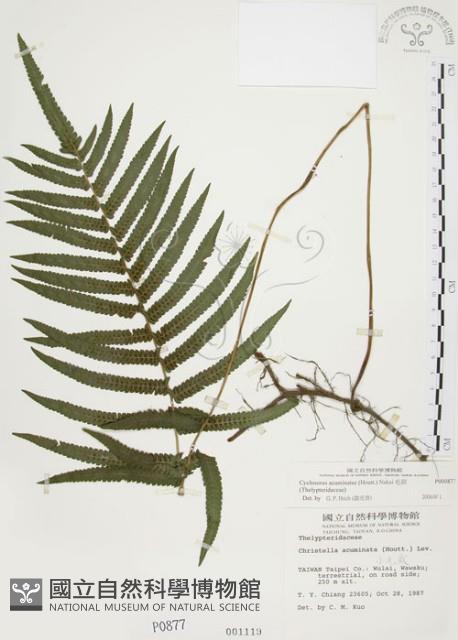 毛蕨藏品圖，第1張