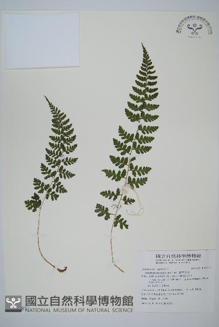 宿蹄蓋蕨藏品圖，第1張