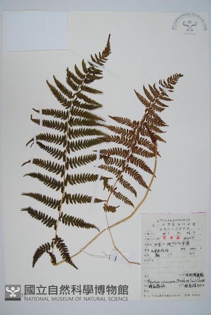 禾稈蹄蓋蕨藏品圖，第1張