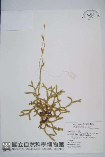 石松藏品圖，第1張