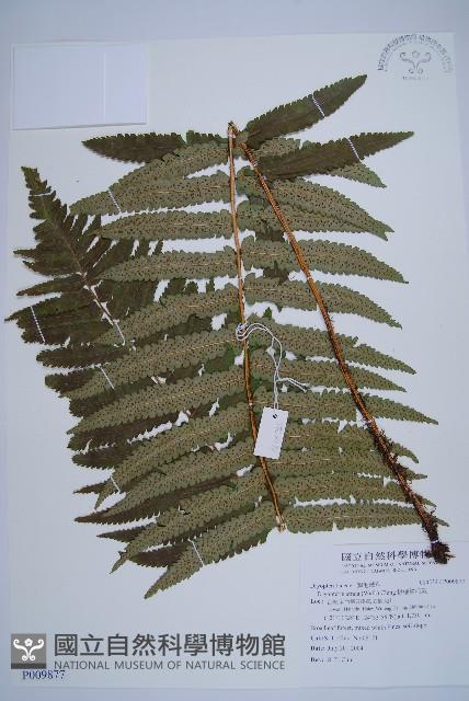 桫欏鱗毛蕨藏品圖，第1張