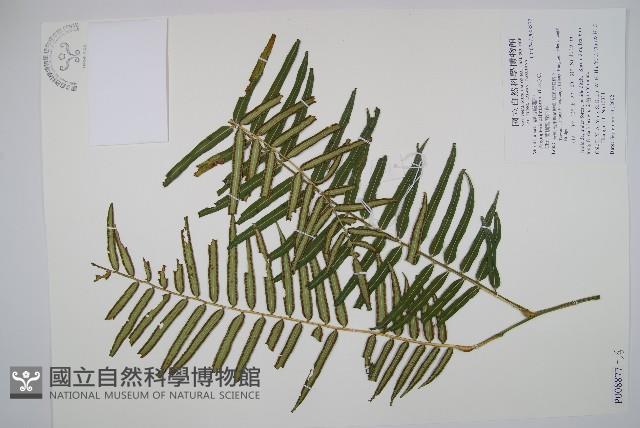 蘭嶼觀音座蓮藏品圖，第1張