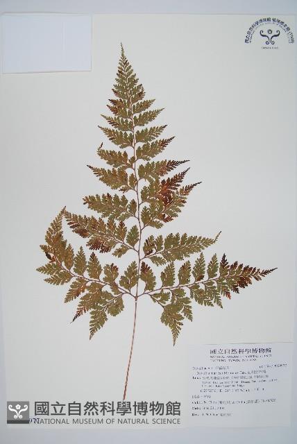 海州骨碎補藏品圖，第1張