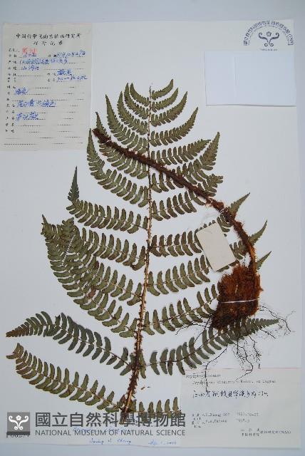 闊鱗鱗毛蕨藏品圖，第1張