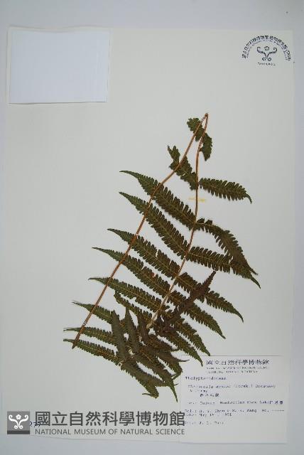 野小毛蕨藏品圖，第1張