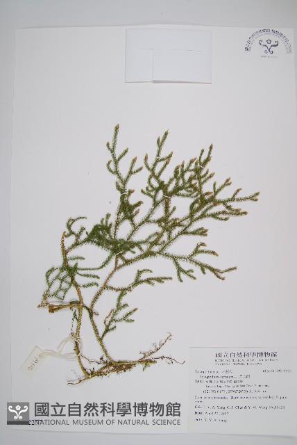 過山龍藏品圖，第1張