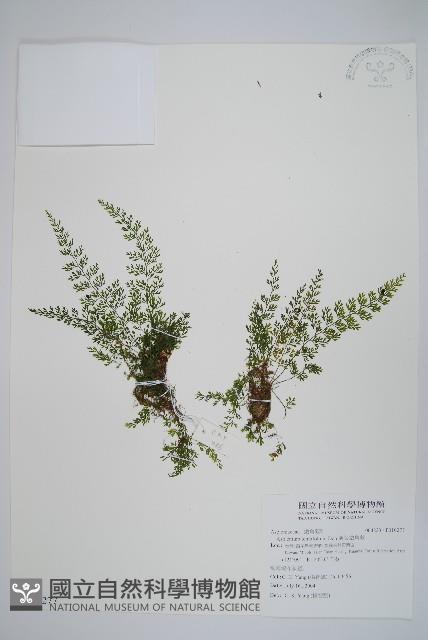 薄葉鐵角蕨藏品圖，第1張