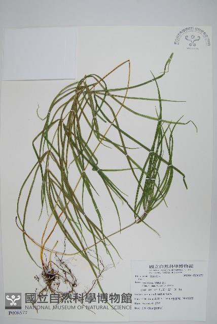 登錄號:P008577藏品圖，第1張