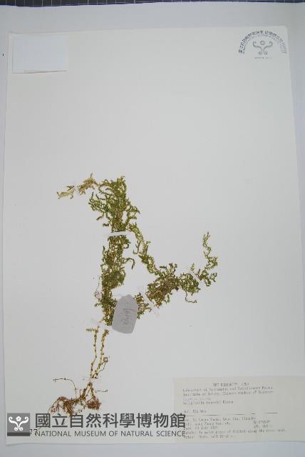 玉山卷柏藏品圖，第1張