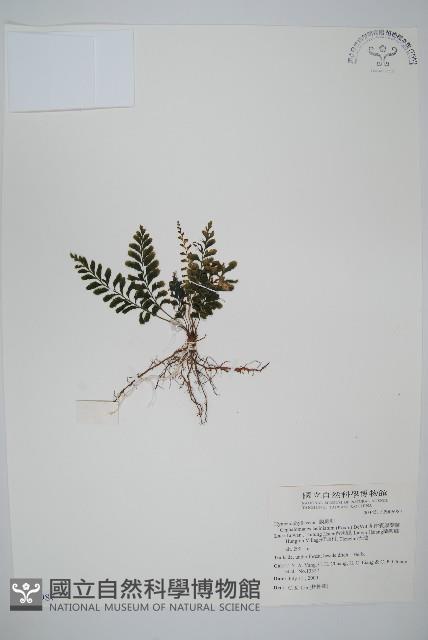 菲律賓厚葉蕨藏品圖，第1張