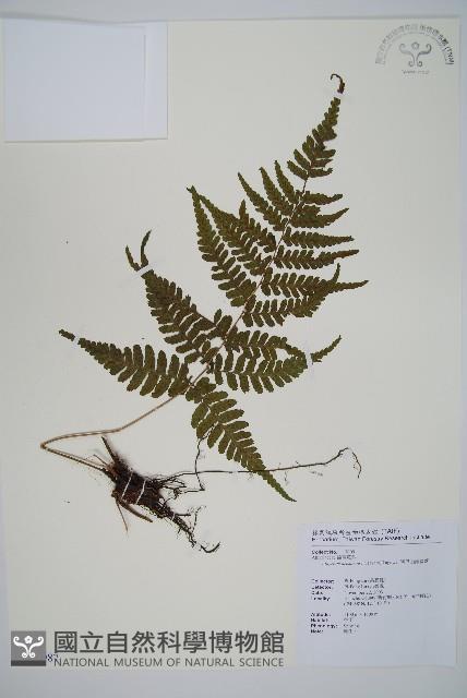 阿里山蹄蓋蕨藏品圖，第1張