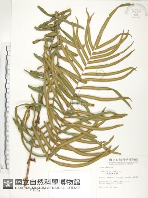 鱗蓋鳳尾蕨藏品圖，第1張