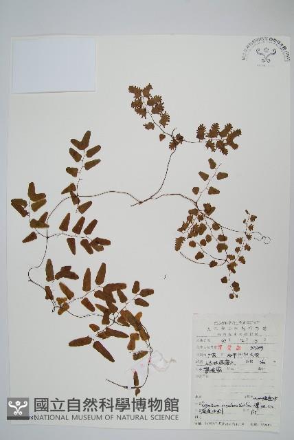 小葉海金沙藏品圖，第1張