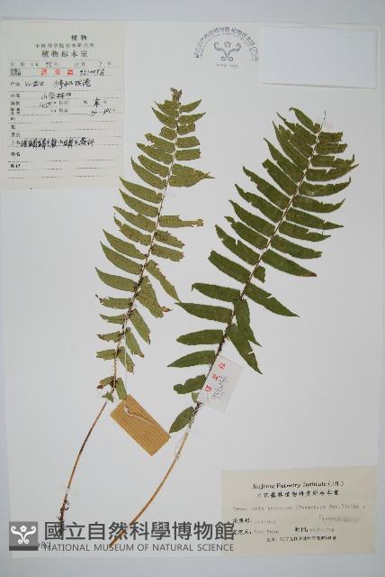 桫欏鱗毛蕨藏品圖，第1張