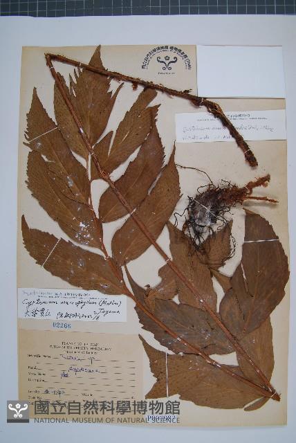 披針貫眾蕨藏品圖，第1張