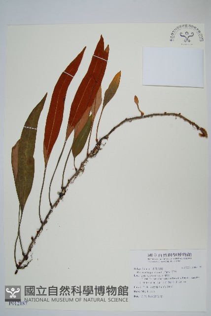 石葦藏品圖，第1張
