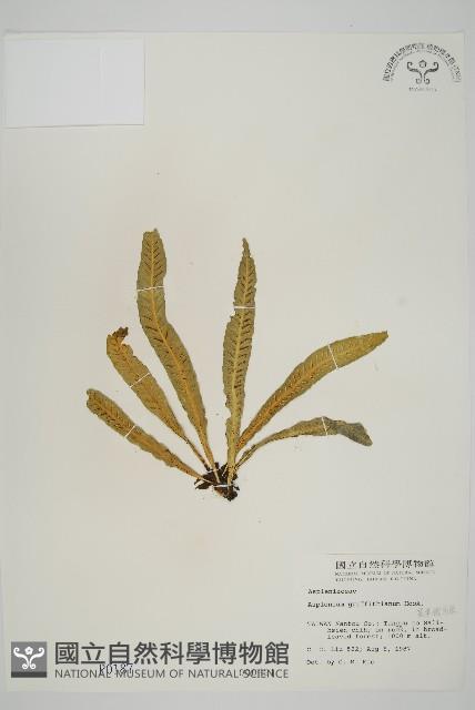 叢葉鐵角蕨藏品圖，第1張