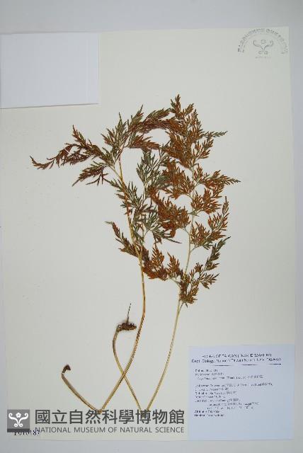 日本金粉蕨藏品圖，第1張