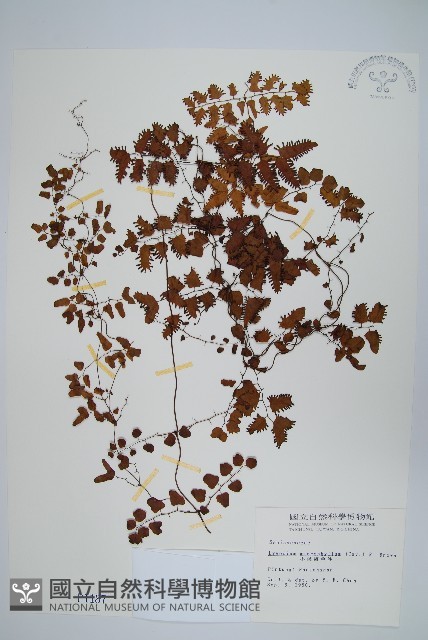 小葉海金沙藏品圖，第1張