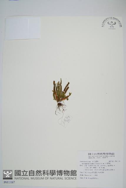 梳葉蕨藏品圖，第1張