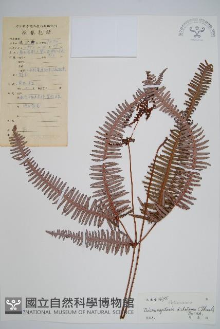 芒萁藏品圖，第1張