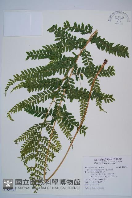 克氏鱗蓋蕨藏品圖，第1張